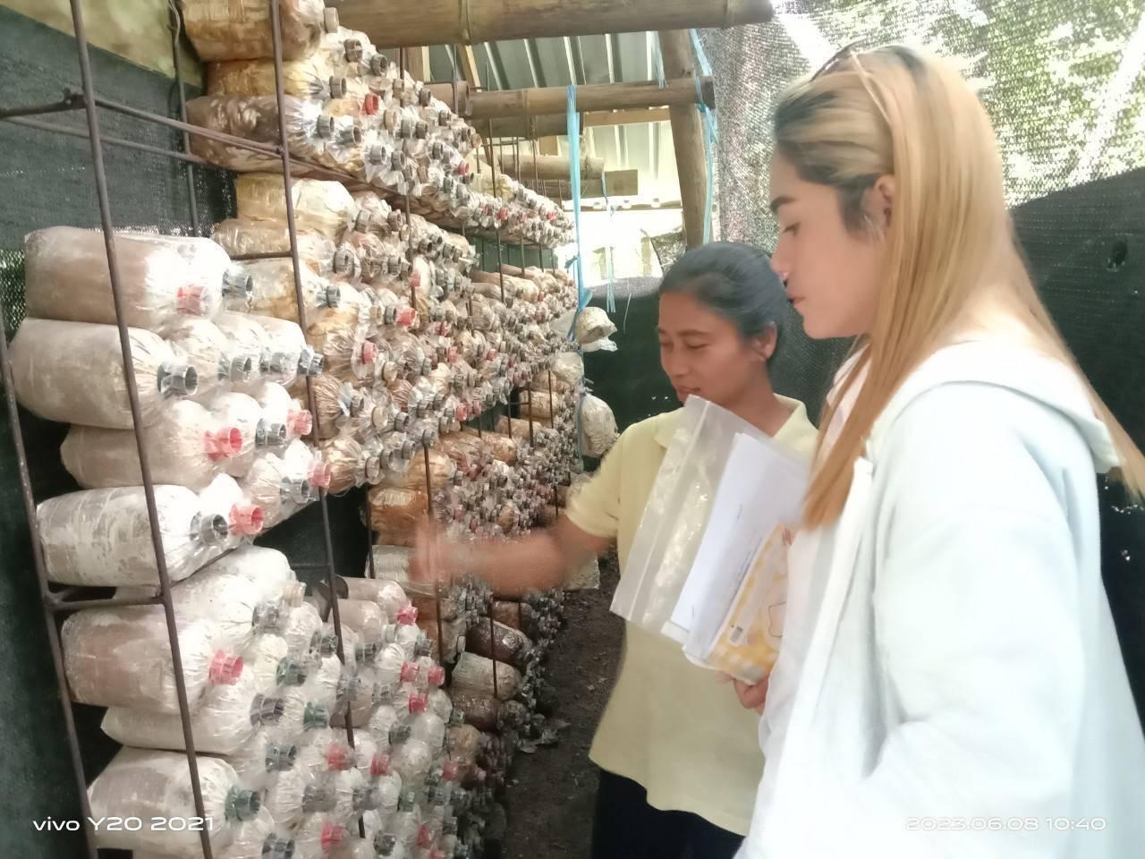 โรงเพาะเห็ดบ้านในหมง