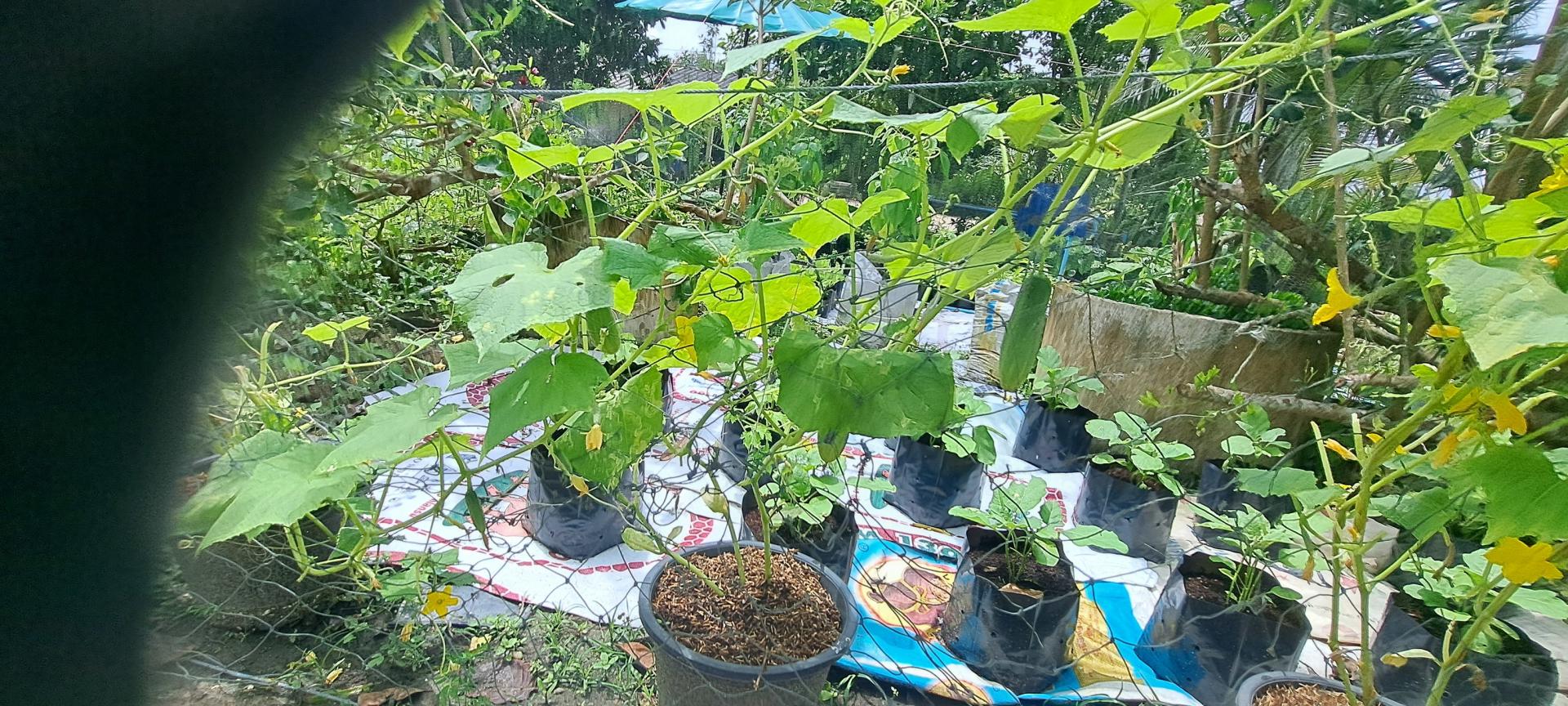 ศูนย์เรียนรู้เกษตรบ้านบ้าน