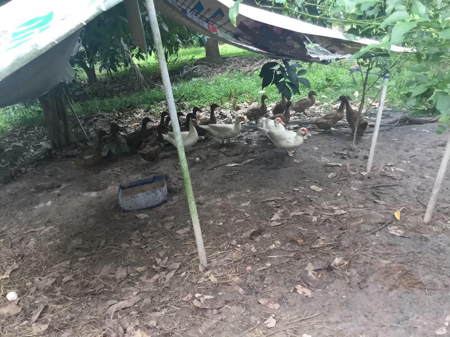 แหล่งเรียนรู้เศรษฐกิจพอเพียงและเกษตรทฤษฎีใหม่บ้านหัวแรต