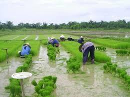 การทำไร่นาสวนผสม