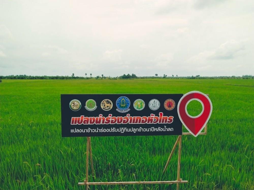 ภูมิปัญญาการทำนาข้าว